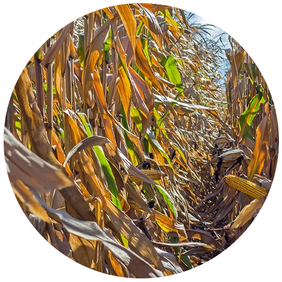 biostimulant crop growth