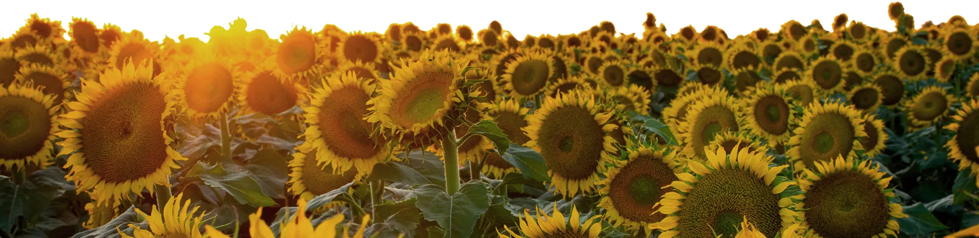 healthy growing sunflowers